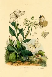 Mariposa Blanca Grande